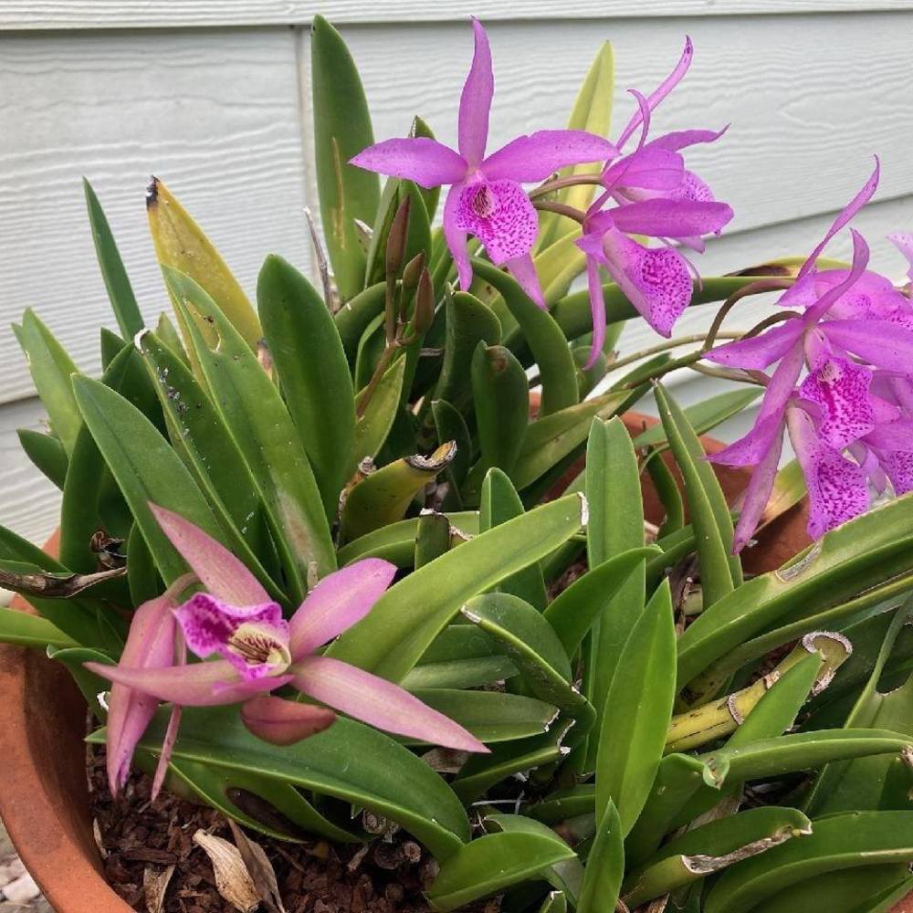 Meet your Posher, Angala